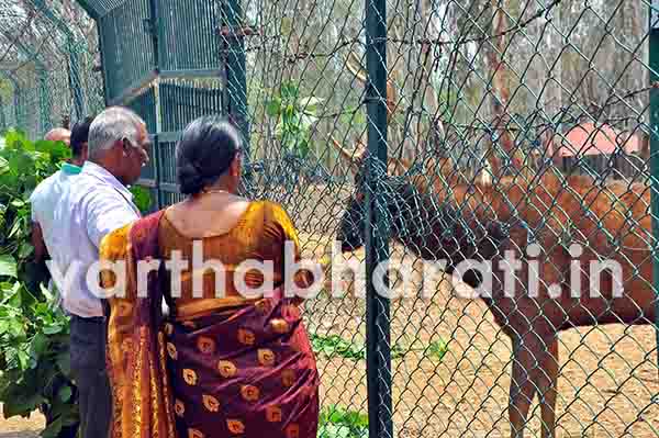 ಕಡವೆಗೆ ಮಿಡಿದ ಹೃದಯಗಳು !